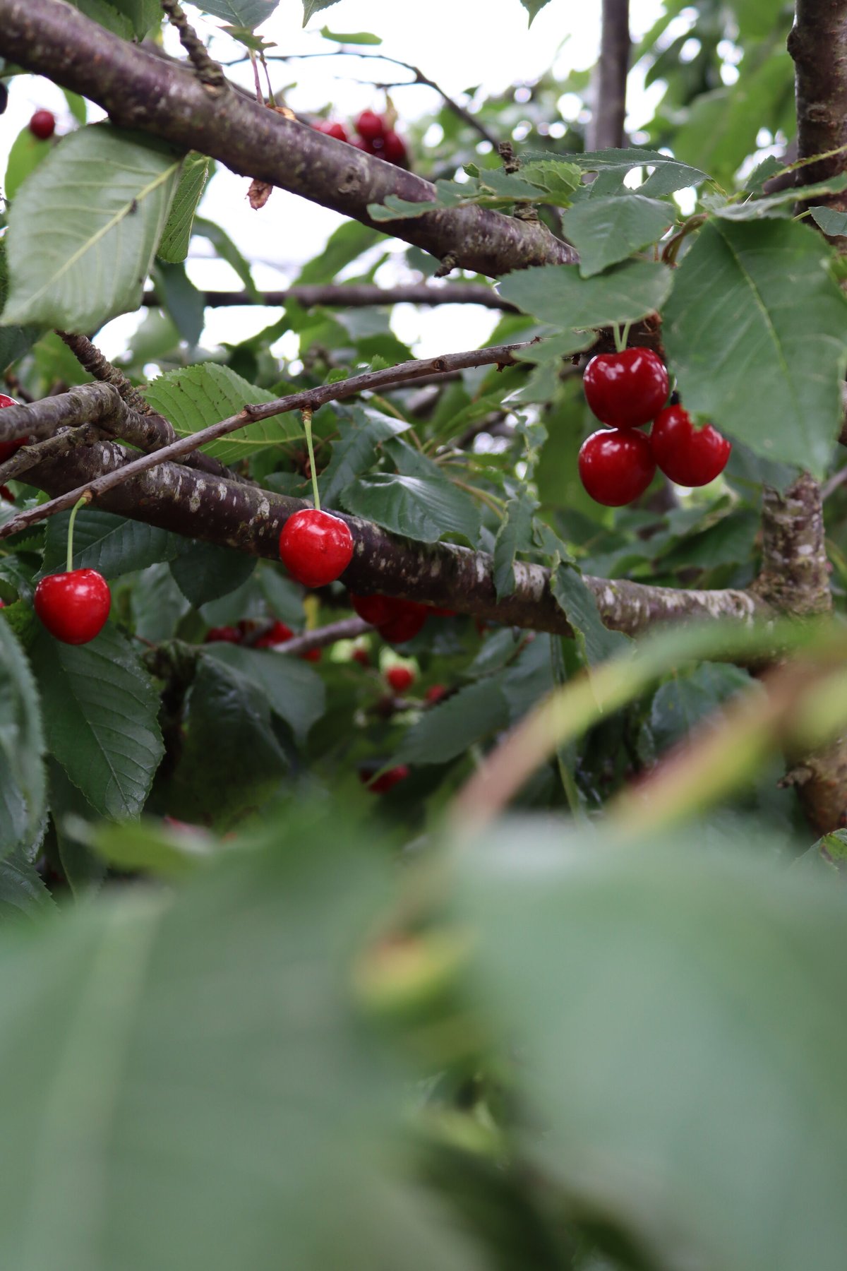Ripe red cherries hanging in clusters on the branches of a cherry tree, surrounded by green leaves